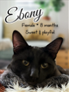 adoptable Cat in brea, CA named Ebony