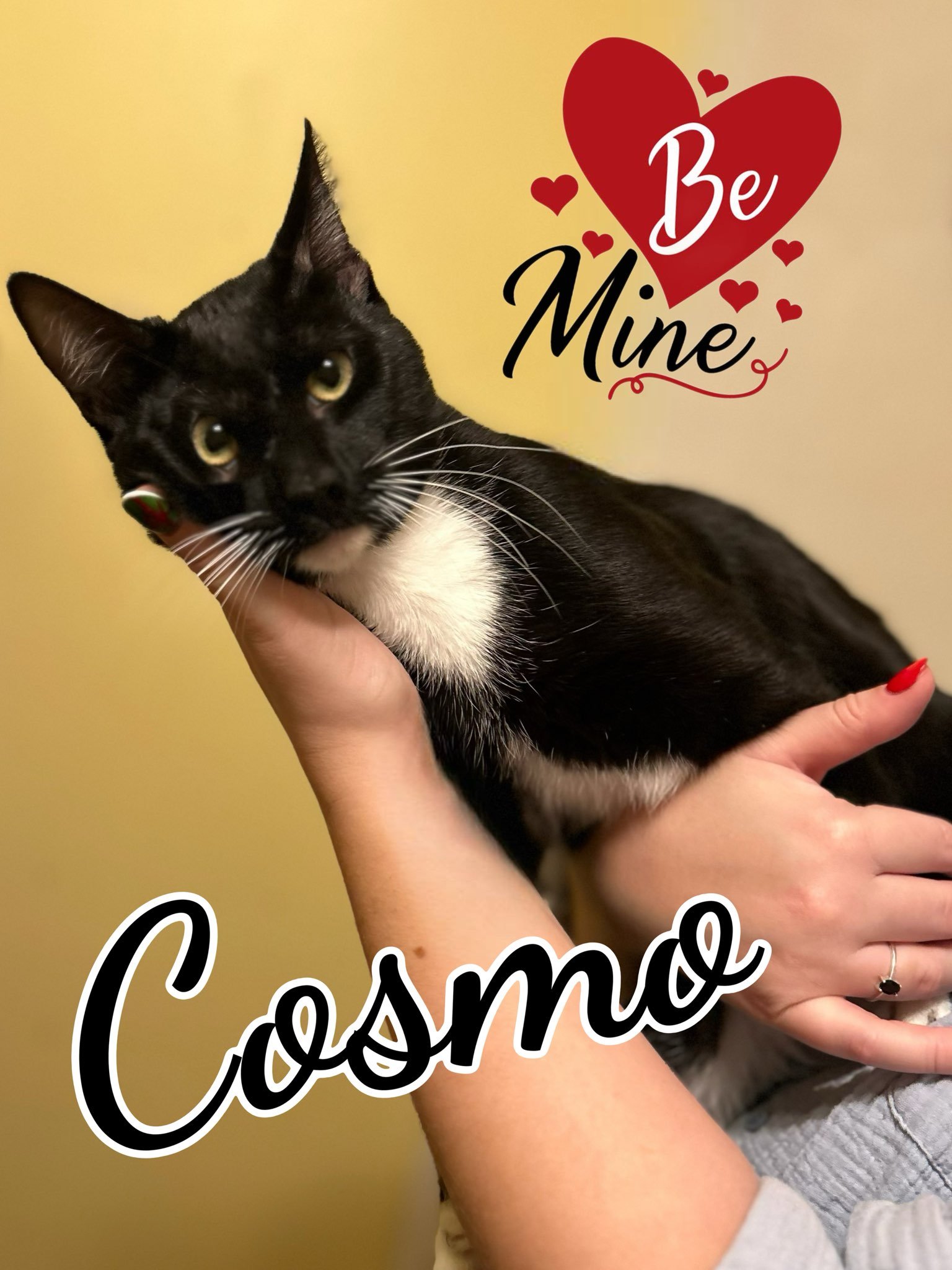 adoptable Cat in Brea, CA named Cosmo