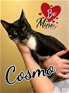 adoptable Cat in  named Cosmo