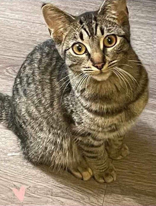 adoptable Cat in Brea, CA named Fendi