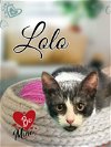 adoptable Cat in brea, CA named Lolo