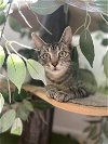 adoptable Cat in brea, CA named Levi