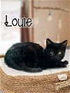 adoptable Cat in brea, CA named Louie