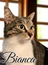 adoptable Cat in brea, CA named Bianca