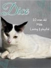 adoptable Cat in brea, CA named Dice