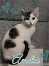 adoptable Cat in brea, CA named Amelia