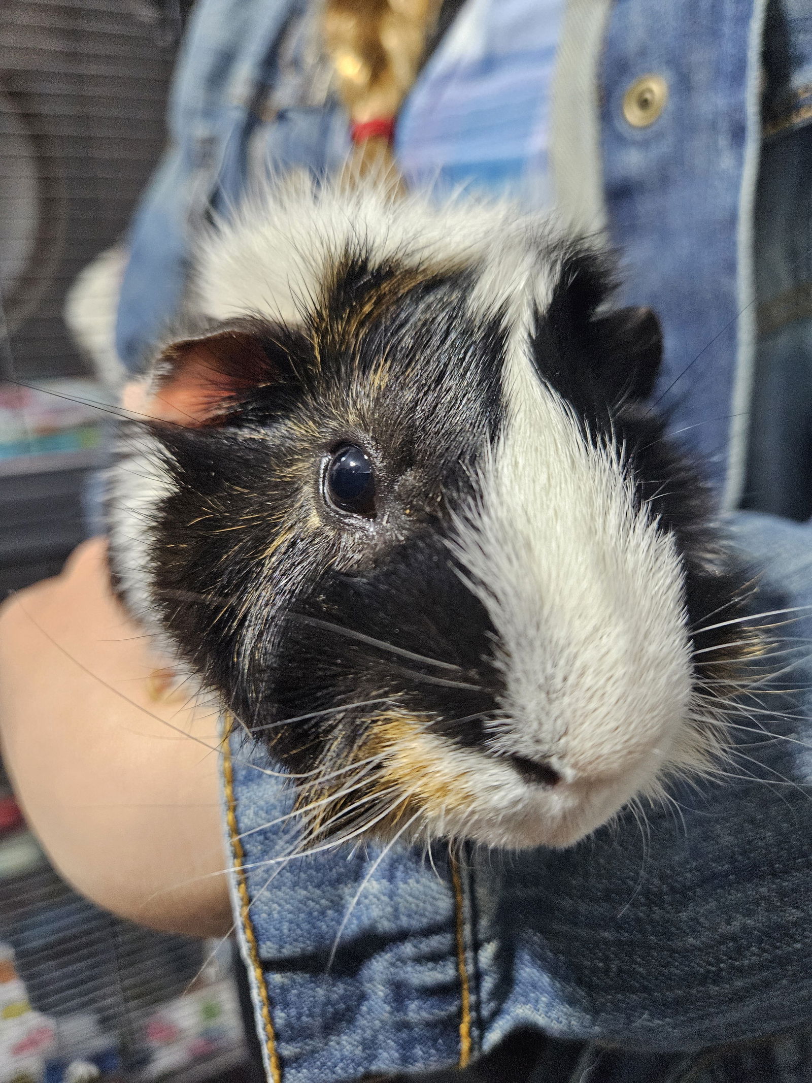 adoptable Guinea Pig in Brea, CA named Fudge