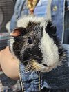 adoptable Guinea Pig in brea, CA named Fudge