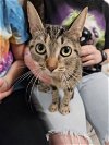 adoptable Cat in brea, CA named Marsha