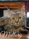 adoptable Cat in brea, CA named Mallory