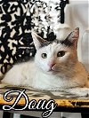 adoptable Cat in brea, CA named Doug