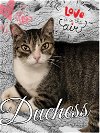 adoptable Cat in  named Duchess