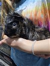 adoptable Guinea Pig in  named Bumblebee