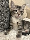 adoptable Cat in brea, CA named Mayzie