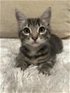 adoptable Cat in brea, CA named Horton