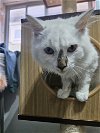 adoptable Cat in brea, CA named Mario
