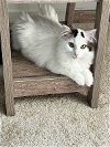 adoptable Cat in brea, CA named Maria