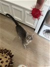 adoptable Cat in brea, CA named Relish