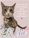 adoptable Cat in brea, CA named Roxie