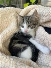 adoptable Cat in brea, CA named Empanada