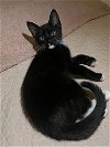 adoptable Cat in brea, CA named Shamrock