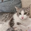 adoptable Cat in brea, CA named Ember