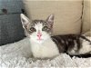 adoptable Cat in brea, CA named Skylar