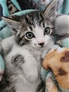 adoptable Cat in brea, CA named Calzone