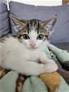 adoptable Cat in brea, CA named Foccacia