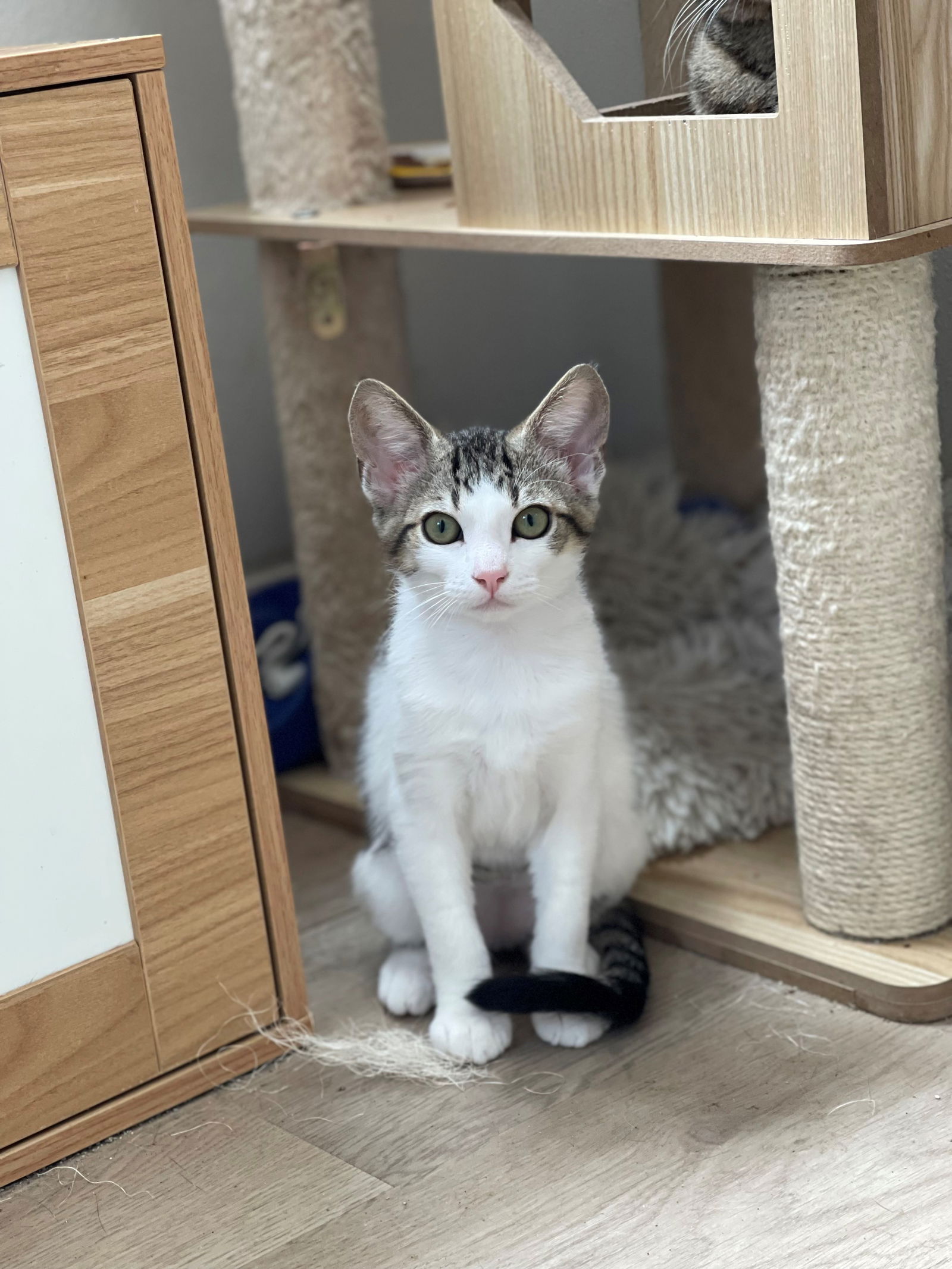 adoptable Cat in Brea, CA named Foccacia