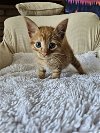 adoptable Cat in brea, CA named Junior