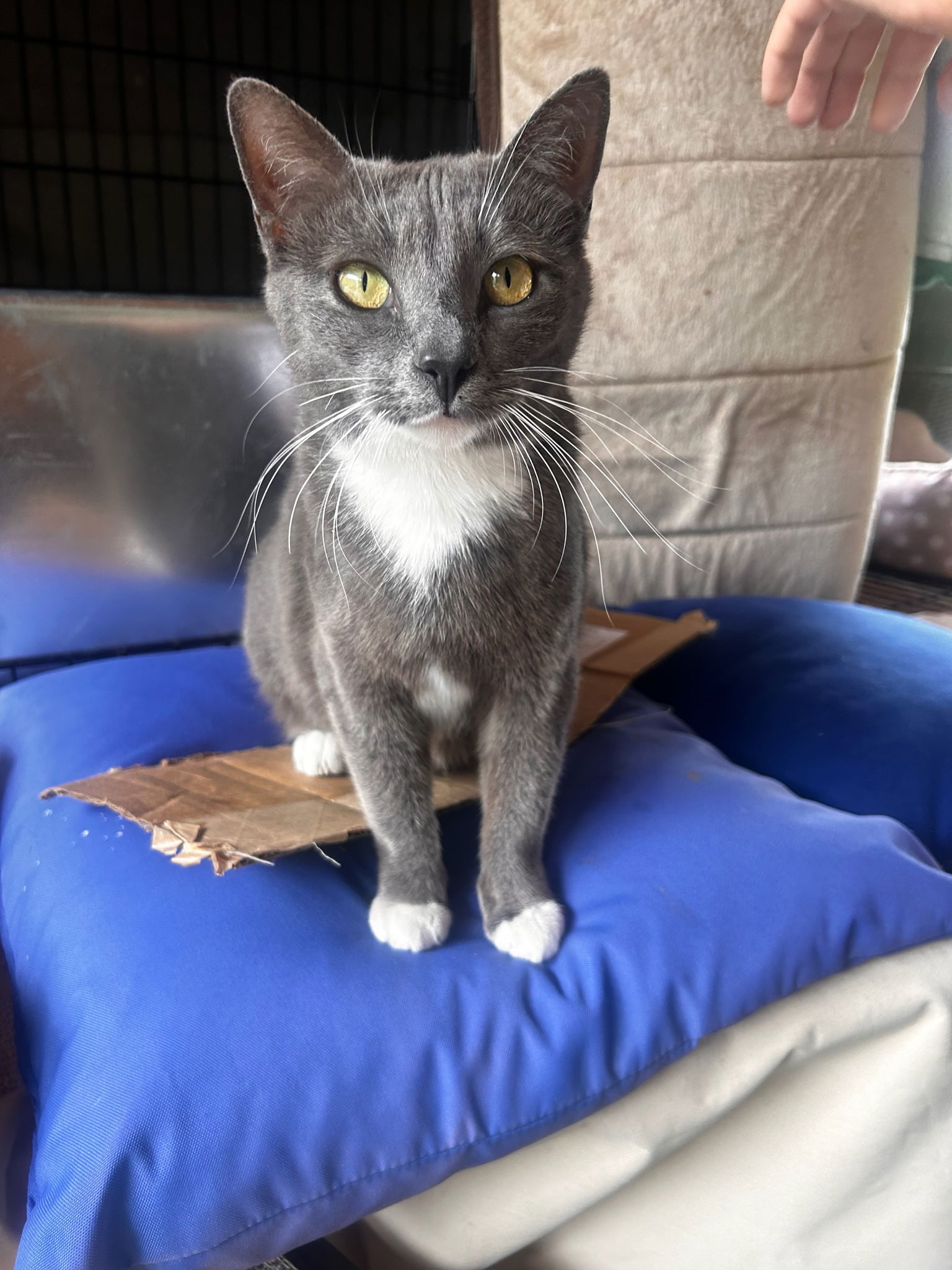 adoptable Cat in Brea, CA named Smoothie