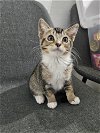 adoptable Cat in brea, CA named Syrup