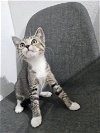 adoptable Cat in brea, CA named Maple