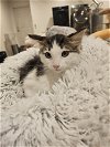 adoptable Cat in brea, CA named Reeses