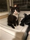 adoptable Cat in brea, CA named Berry