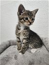 adoptable Cat in brea, CA named Slurpee
