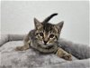 adoptable Cat in brea, CA named Slushy