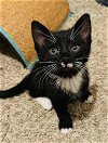 adoptable Cat in brea, CA named Snow Cone
