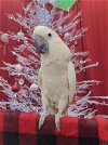 adoptable Bird in brea, CA named Peaches