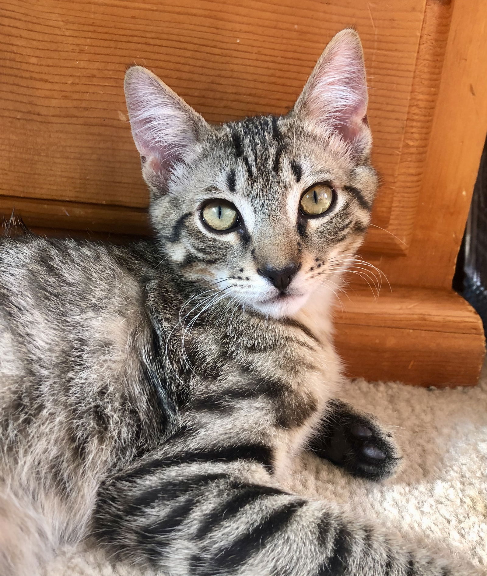 adoptable Cat in Brea, CA named Kai