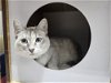 adoptable Cat in  named Sharky