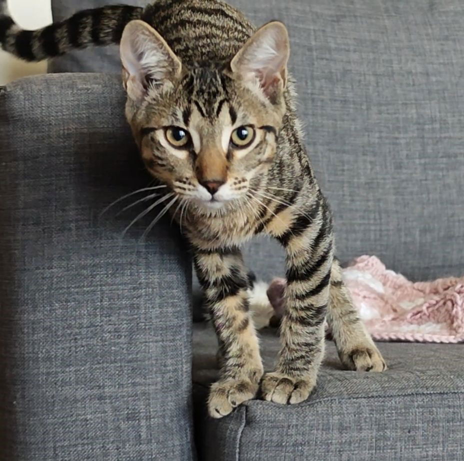 adoptable Cat in Brea, CA named Pistachio