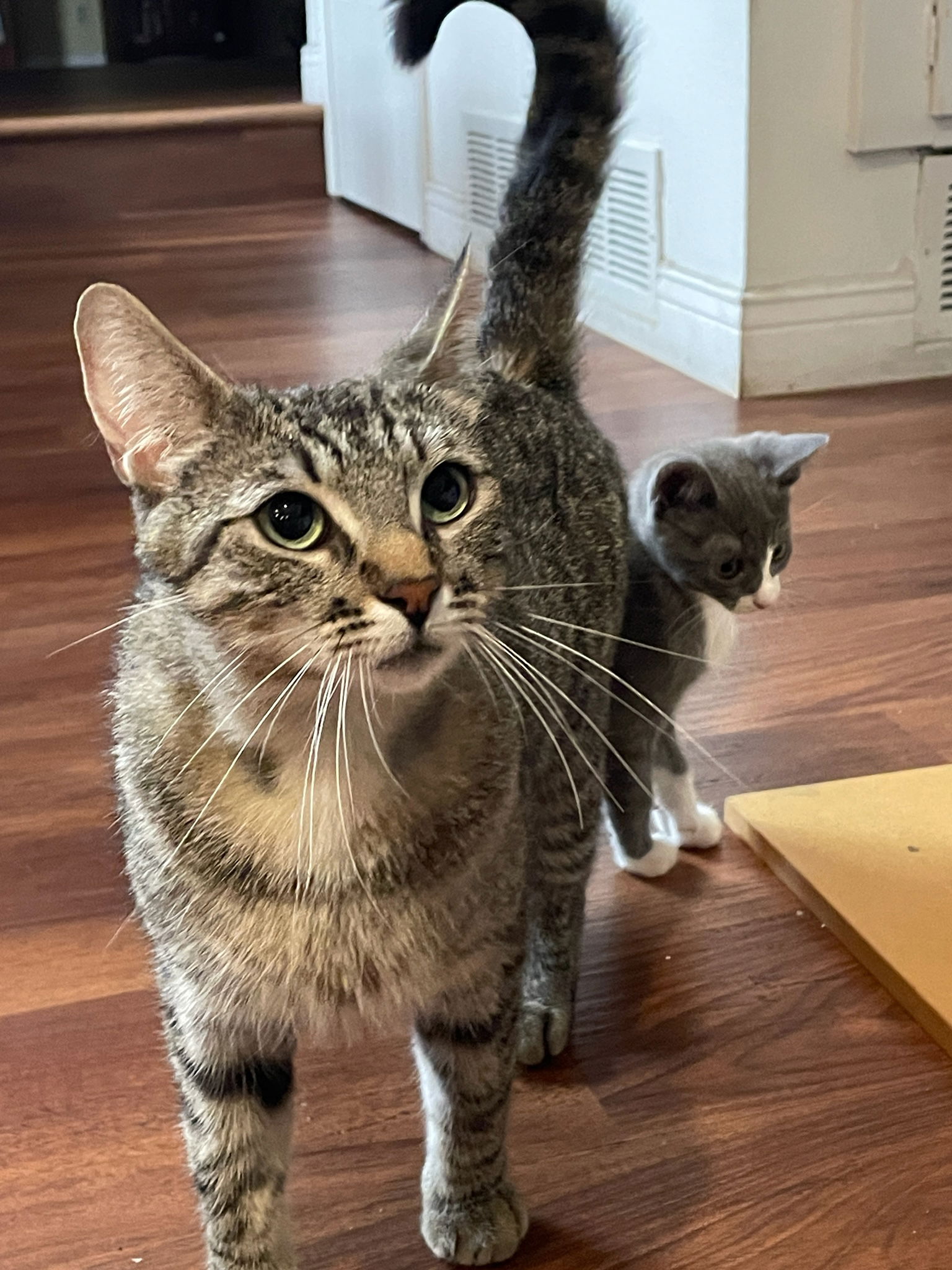 adoptable Cat in Brea, CA named Toji