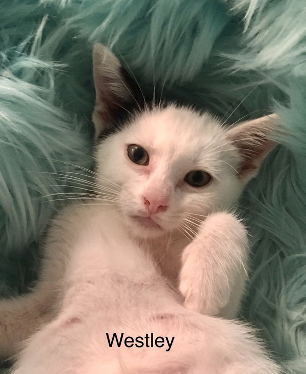 Westley