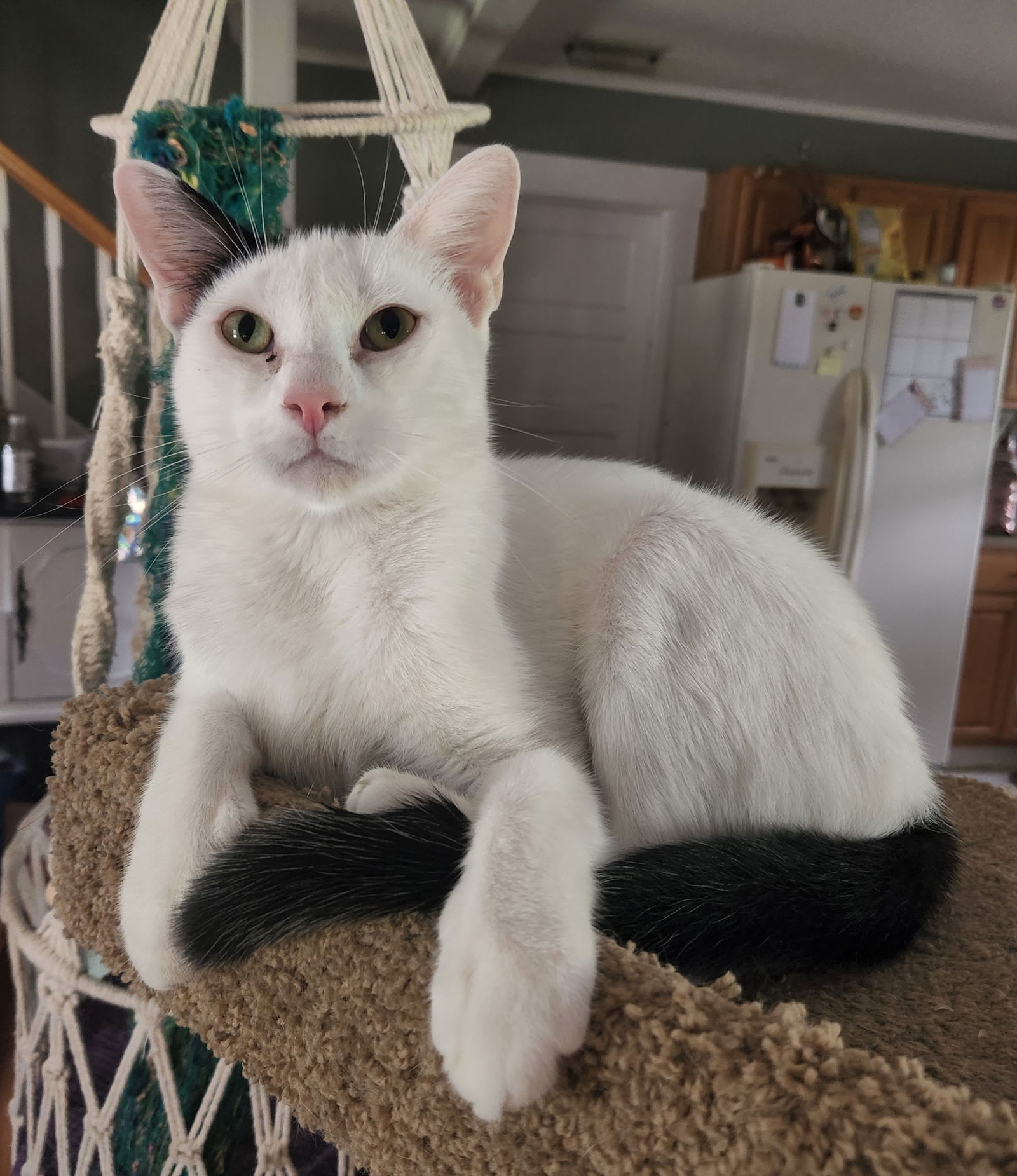 adoptable Cat in Winter Garden, FL named Westley