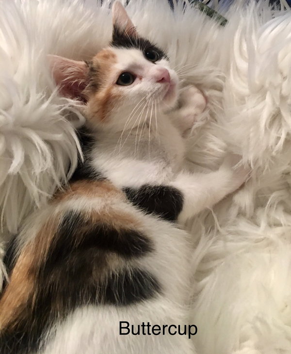 Buttercup