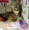Catalina