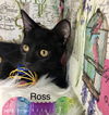 Ross