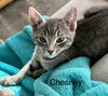 Chesney